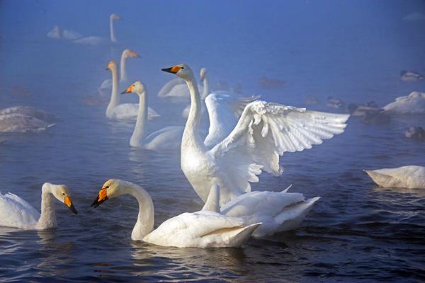 <span style="font-weight: bold;">АЛТАЙские каникулы vip (5 дней) </span>