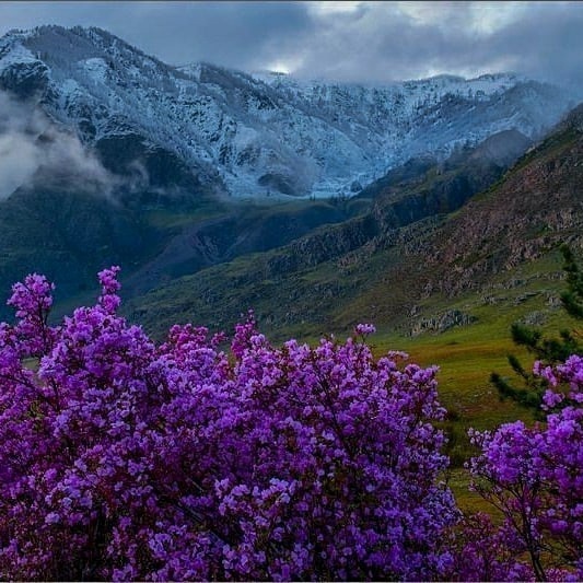 цветение маральника на алтае, май 2026 от 18900р